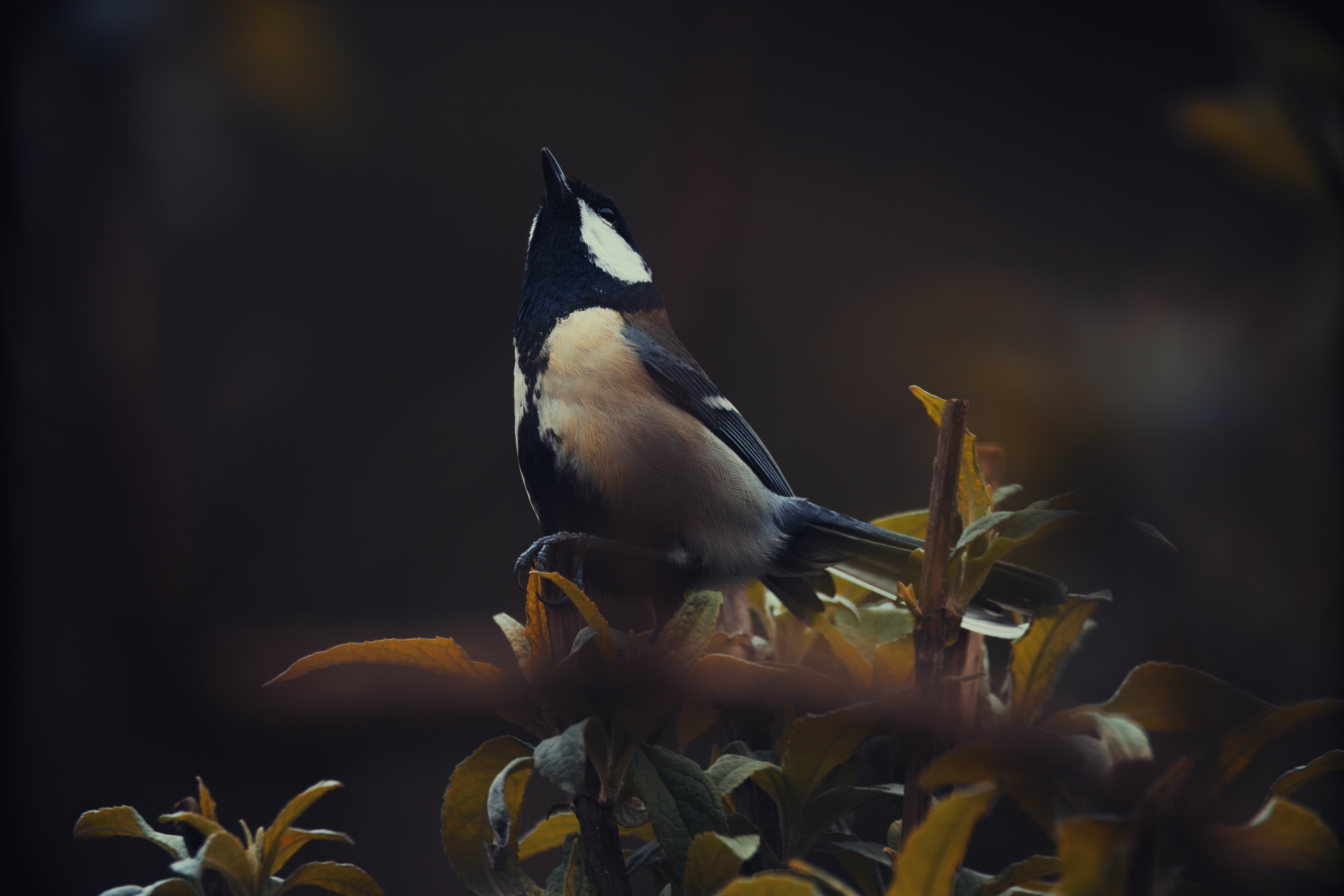 Interior Photography